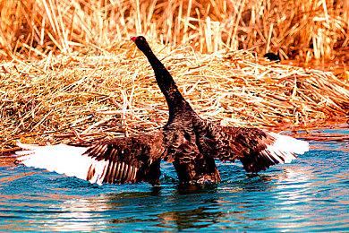 继续提升 《巫师3：次世代版》HD重制MOD新视频